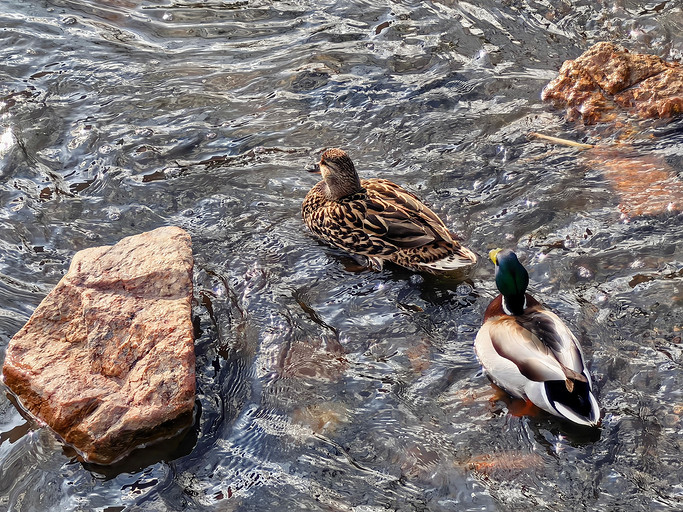 Обзор смартфона HUAWEI Mate 80 Pro: лучшая версия себя