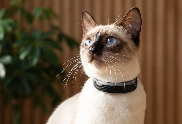 И такое бывает: фитнес-трекеры Tractive Cat 6 Mini и Dog 6 XL для кошек и собак