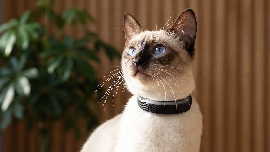 И такое бывает: фитнес-трекеры Tractive Cat 6 Mini и Dog 6 XL для кошек и собак